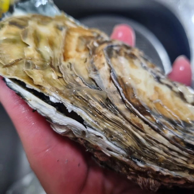 겨울철의 보물 석화 보관법과 까는법 2