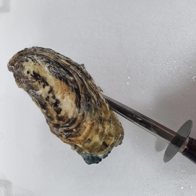 겨울철의 보물 석화 보관법과 까는법 3