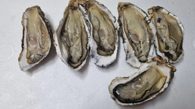 겨울철의 보물 석화 보관법과 까는법 1