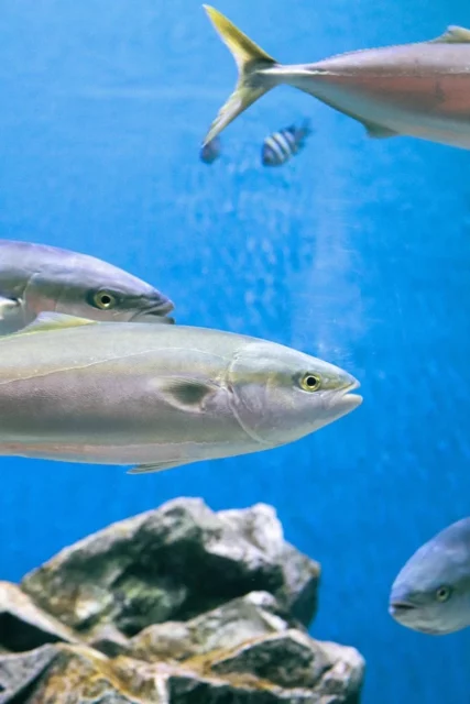 겨울 바다의 보물 대방어 숙성의 맛 3