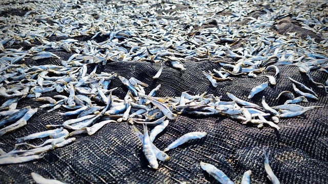 한식의 기본 베이스 멸치 육수의 비밀 2