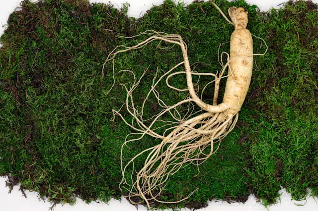 닭고기와 음식 궁합 2