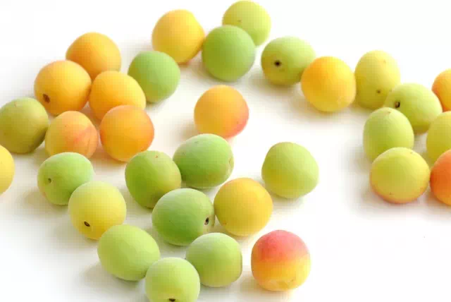 가격이 비싼 매실식초 만드는 법 2