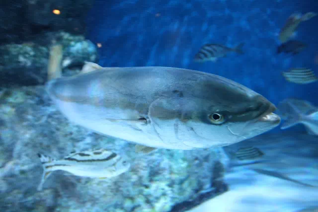 노량진수산시장 횟감 시세 평균 4