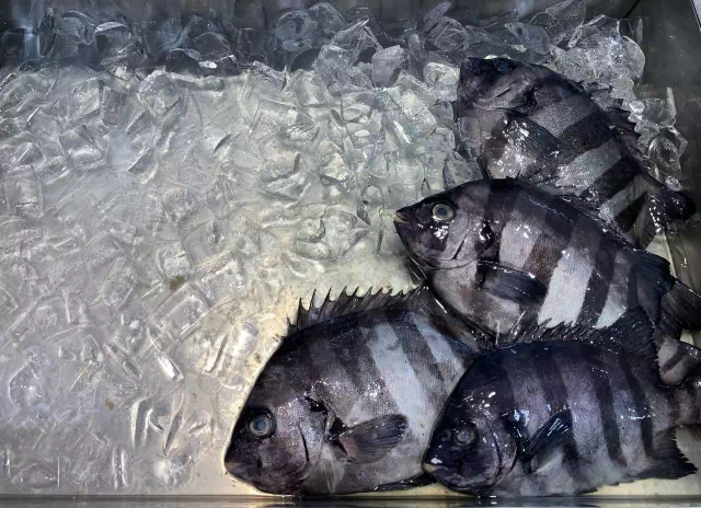 노량진수산시장 횟감 시세 평균 1