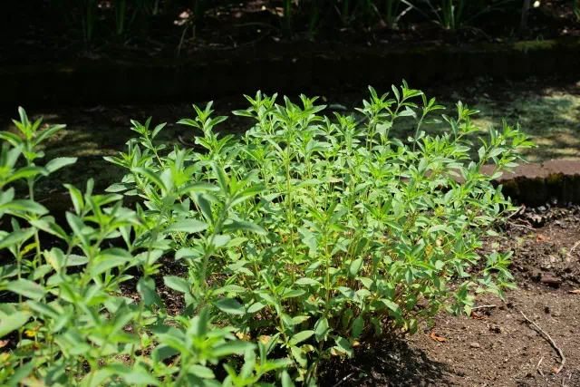 스테비아 식물의 천연 감미료 3