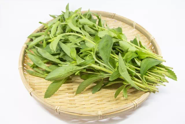 스테비아 식물의 천연 감미료 2