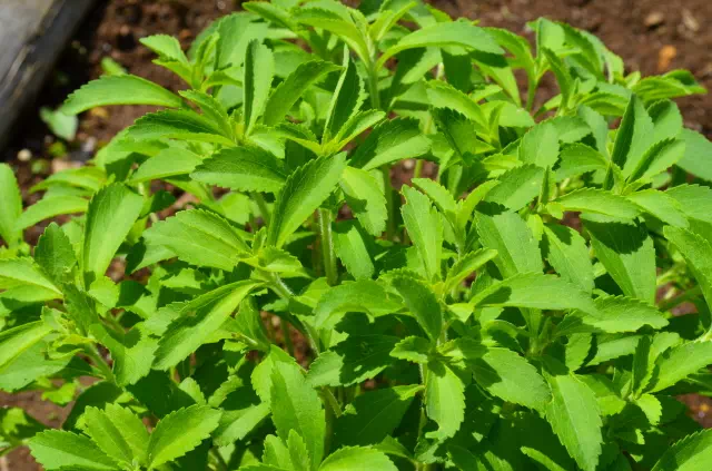 스테비아 식물의 천연 감미료 1