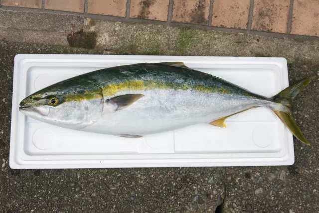 방어 제철에 구입 요령 3