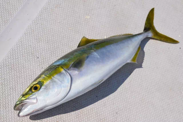 대방어 제철과 양식 방어와의 차이 1