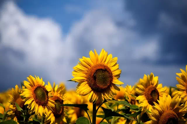 대두 레시틴과 해바라기 레시틴