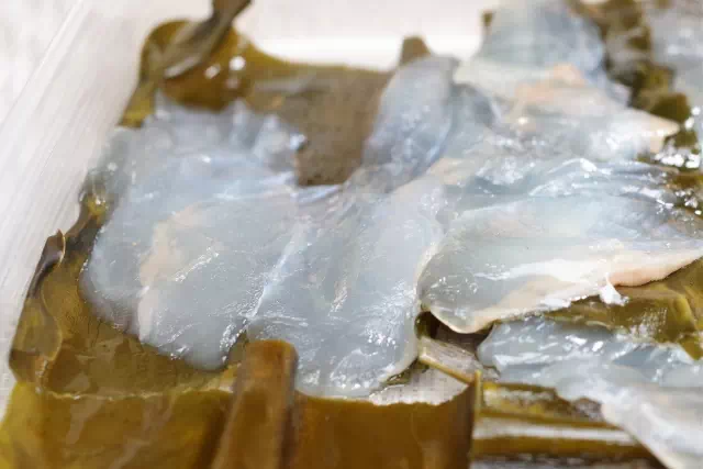 광어 곤부지메 완벽 가이드 3