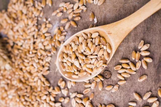 카무트쌀 먹는법 고대부터 내려온 건강식 1