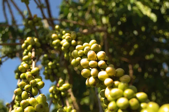 로부스타 원두의 특징과 맛 3