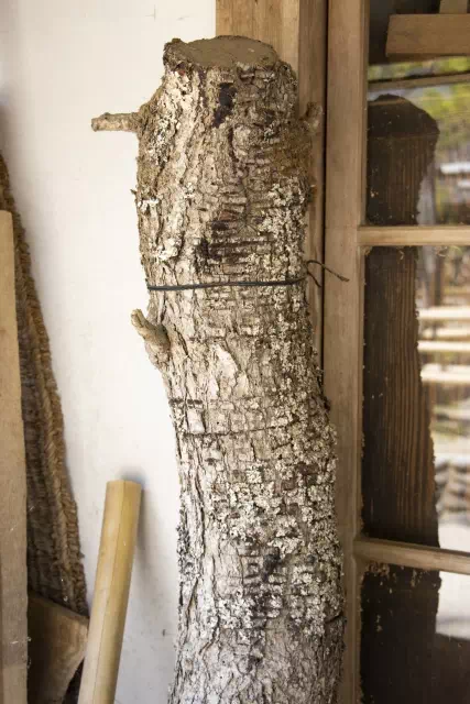 옻닭 효능 전통과 현대 과학으로 알아보기 2