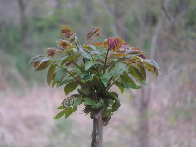 옻닭 효능 전통과 현대 과학으로 알아보기 3