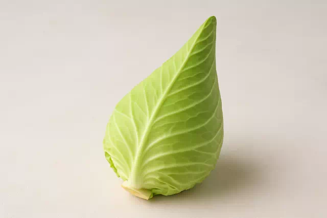 꼬깔양배추 효능은 특별할까? 4