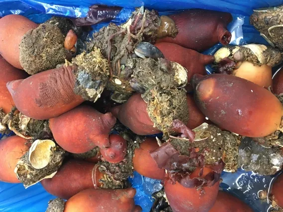 멍게 제철 생각보다 복잡하다 3