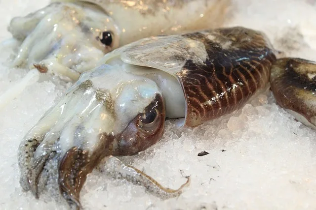 아는 사람만 아는 선어 오징어회 3